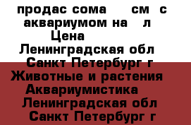 продас сома ( 35см) с аквариумом на 70л › Цена ­ 3 000 - Ленинградская обл., Санкт-Петербург г. Животные и растения » Аквариумистика   . Ленинградская обл.,Санкт-Петербург г.